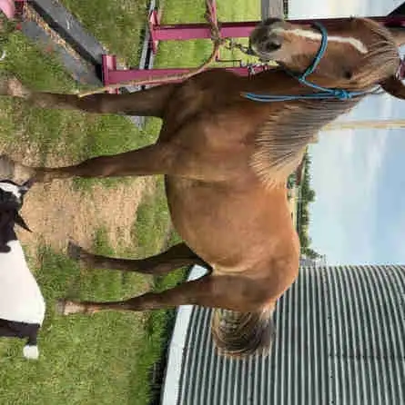 Horses for sale