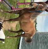 Horses for sale