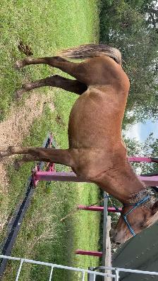 Horses for sale - Photo 2