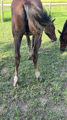 Horses for sale - Photo 3
