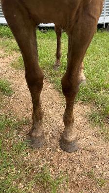 Horses for sale - Photo 4