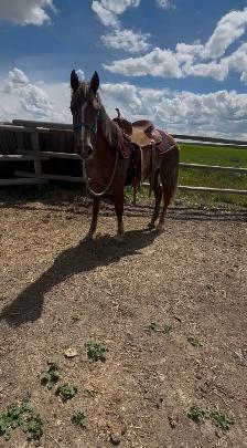 Horses for sale - Photo 5