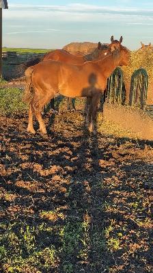 Horses for sale - Photo 6