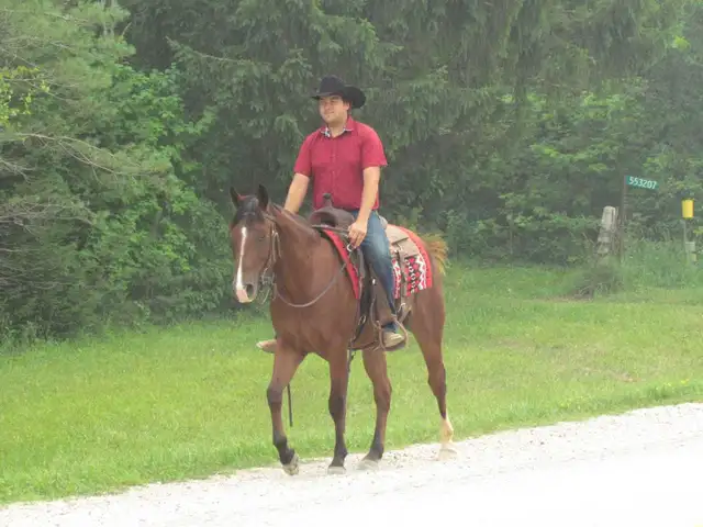 Matalic Cat Gelding