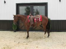 Matalic Cat Gelding - Photo 2
