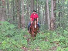 Matalic Cat Gelding - Photo 3