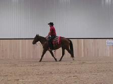 Matalic Cat Gelding - Photo 4