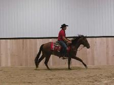 Matalic Cat Gelding - Photo 5