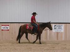 Matalic Cat Gelding - Photo 6