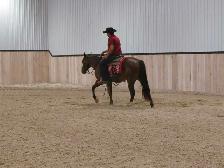 Matalic Cat Gelding - Photo 7