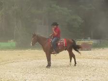 Matalic Cat Gelding - Photo 8