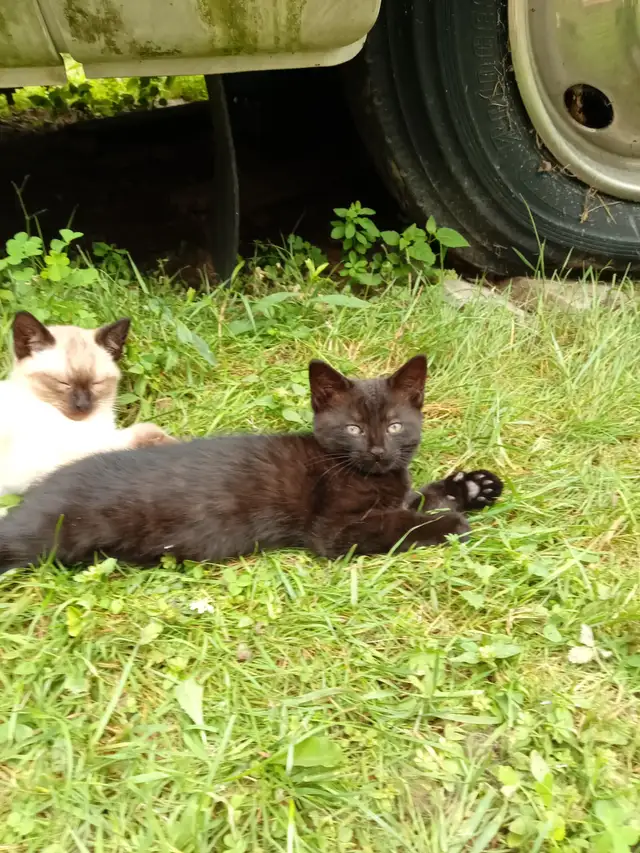 Kittens for rehoming