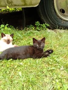 Kittens for rehoming