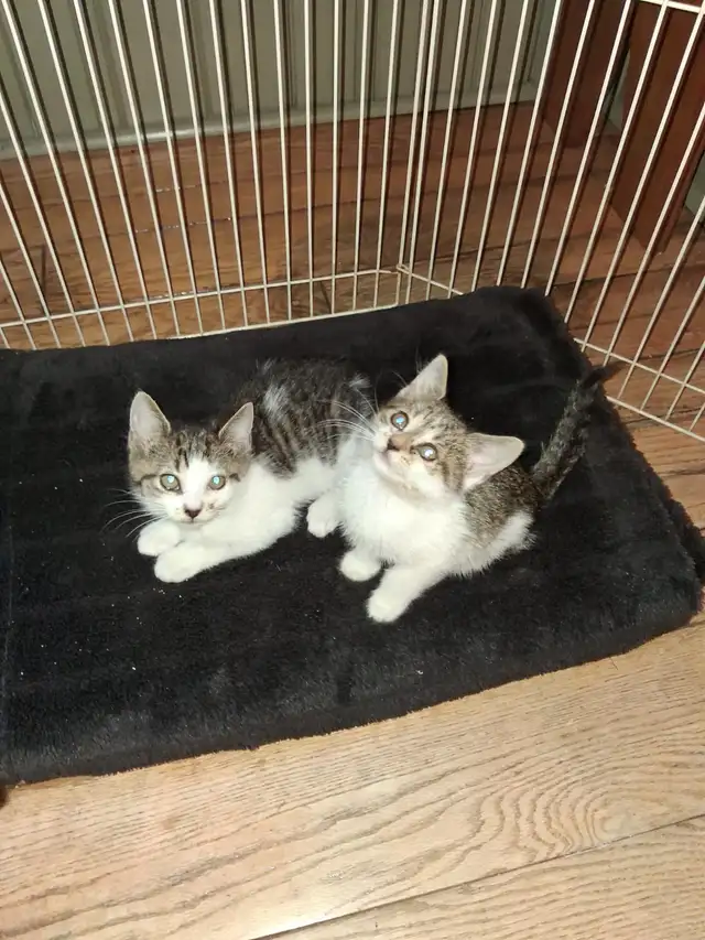 Adorable Kittens Ready for a Good Home!