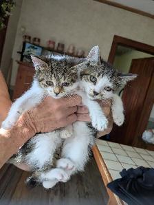 Adorable Kittens Ready for a Good Home! - Photo 2