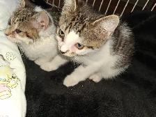 Adorable Kittens Ready for a Good Home! - Photo 3
