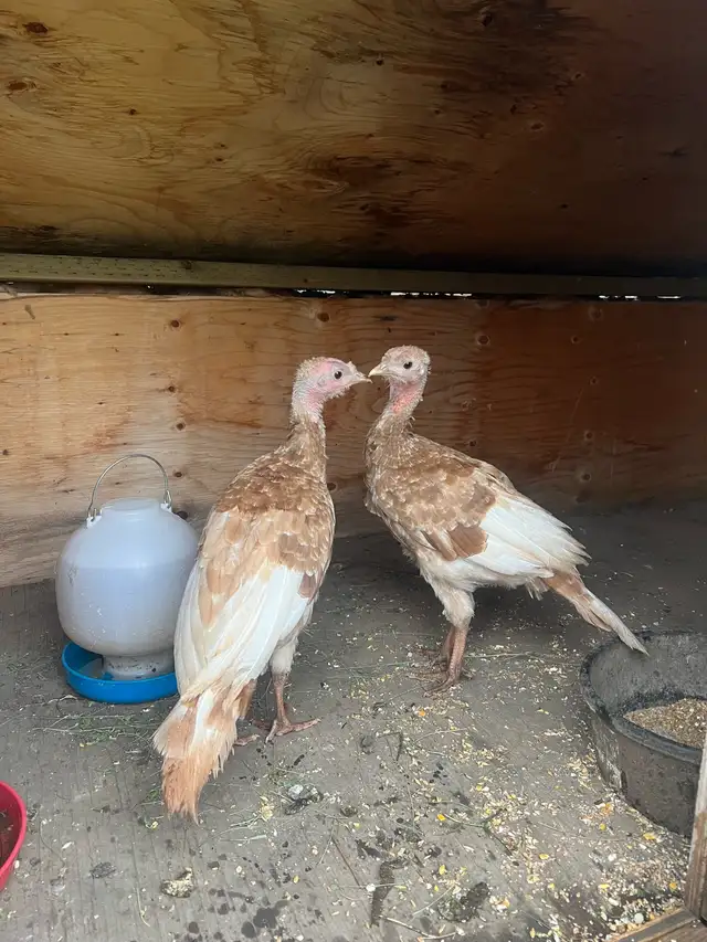 2 bourbon turkeys