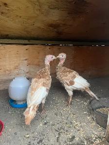 2 bourbon turkeys