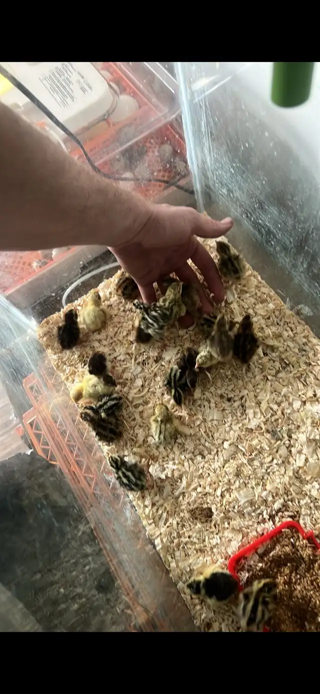 coturnix quail