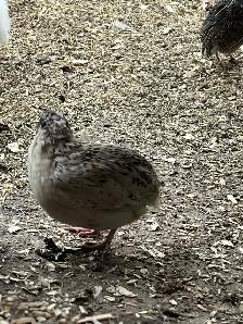 coturnix quail - Photo 2
