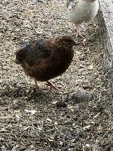 coturnix quail - Photo 3