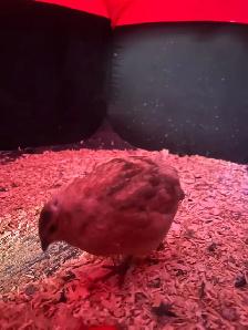 coturnix quail - Photo 4