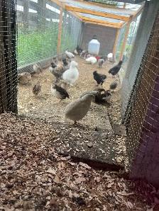 coturnix quail - Photo 5