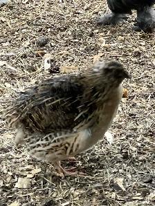 coturnix quail - Photo 6