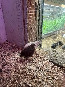 coturnix quail - Photo 7