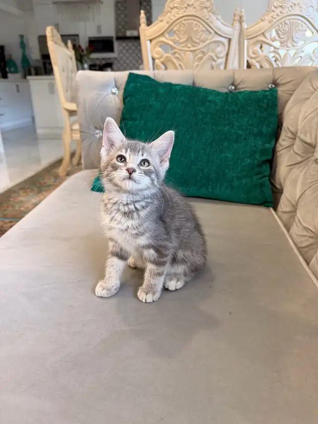 ❤️Bengal mix kittens -647-317-3197
