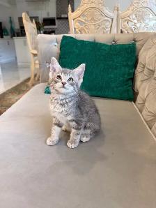 ❤️Bengal mix kittens -647-317-3197