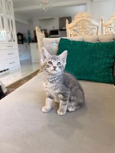 ❤️Bengal mix kittens -647-317-3197 - Photo 2