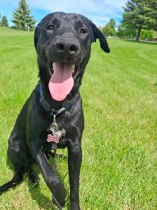 1 yr old male lab mix