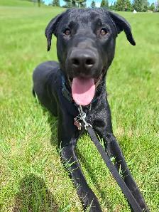 1 yr old male lab mix - Photo 2