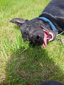1 yr old male lab mix - Photo 3