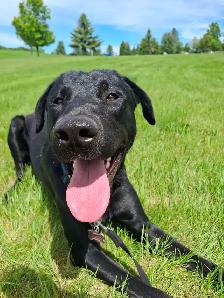 1 yr old male lab mix - Photo 4