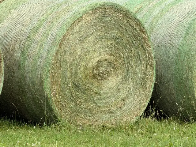 Hay for Sale - 1st cut