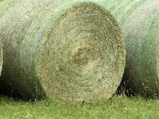 Hay for Sale - 1st cut