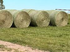 Hay for Sale - 1st cut - Photo 2
