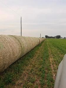 Hay for Sale - 1st cut - Photo 3