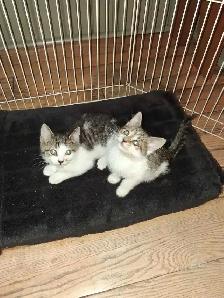 Adorable Kittens Ready for a Good Home!