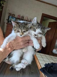 Adorable Kittens Ready for a Good Home! - Photo 2