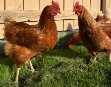 9 Month Old Laying Hens