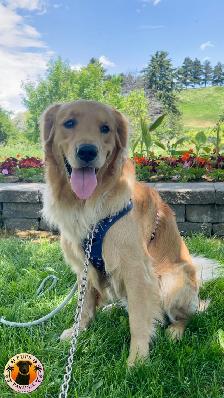 Pups Paradise Resort - Dog Daycare and Boarding - Photo 4