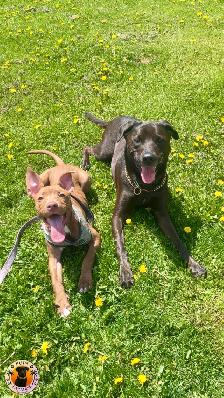Pups Paradise Resort - Dog Daycare and Boarding - Photo 5