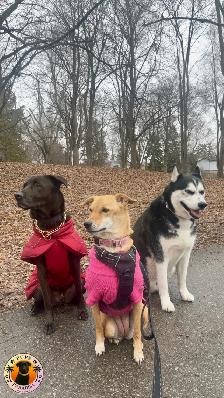 Pups Paradise Resort - Dog Daycare and Boarding - Photo 7