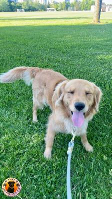 Pups Paradise Resort - Dog Daycare and Boarding - Photo 8