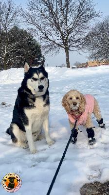Pups Paradise Resort - Dog Daycare and Boarding - Photo 9