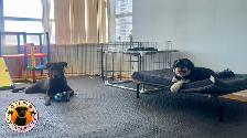 Pups Paradise Resort - Dog Daycare and Boarding - Photo 10
