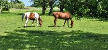 For Sale By Owner - 68 Acre Property in Southern Manitoba - Photo 7